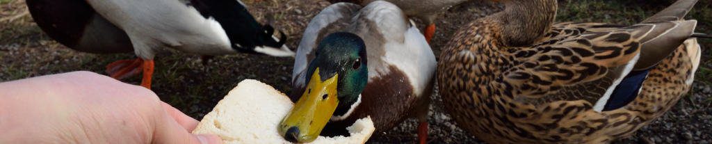 Enten F Ttern Vsr Gew Sserschutz E V