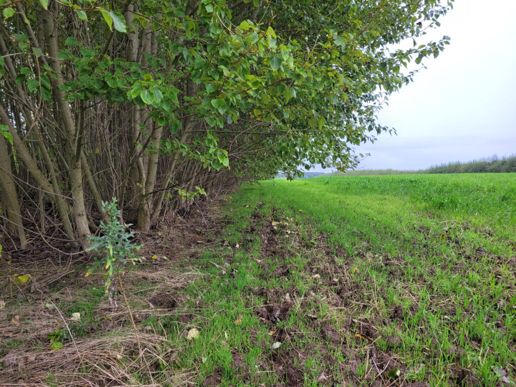 Agroforst System am Feld