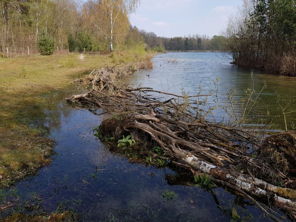 Totholz am Rande eines Flusses