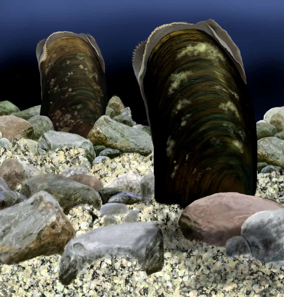 Flussperlmuscheln auf einem Sandboden mit Steinen