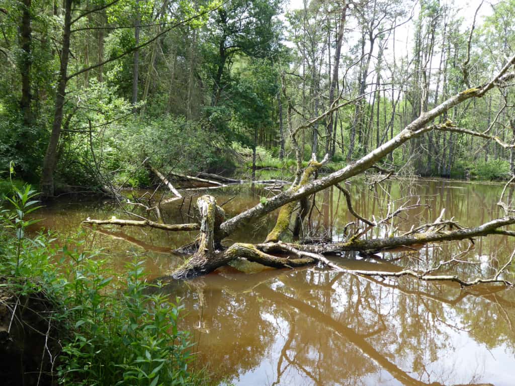 Tote Holzstämme, die in einem kleinem eutrophen See liegen