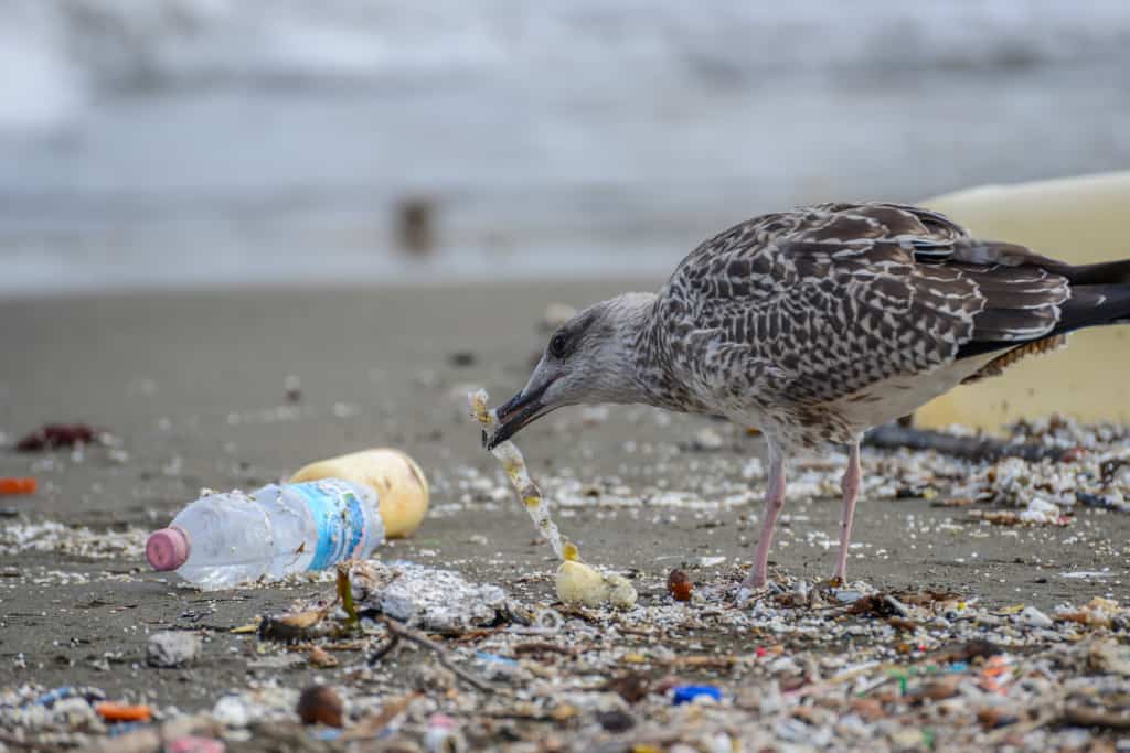 Vogel nimmt sich Plastikmüll 