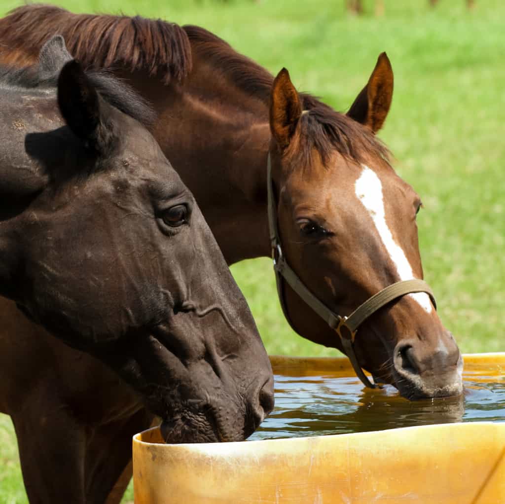 Zwei Pferde trinken Wasser aus einer Tränke