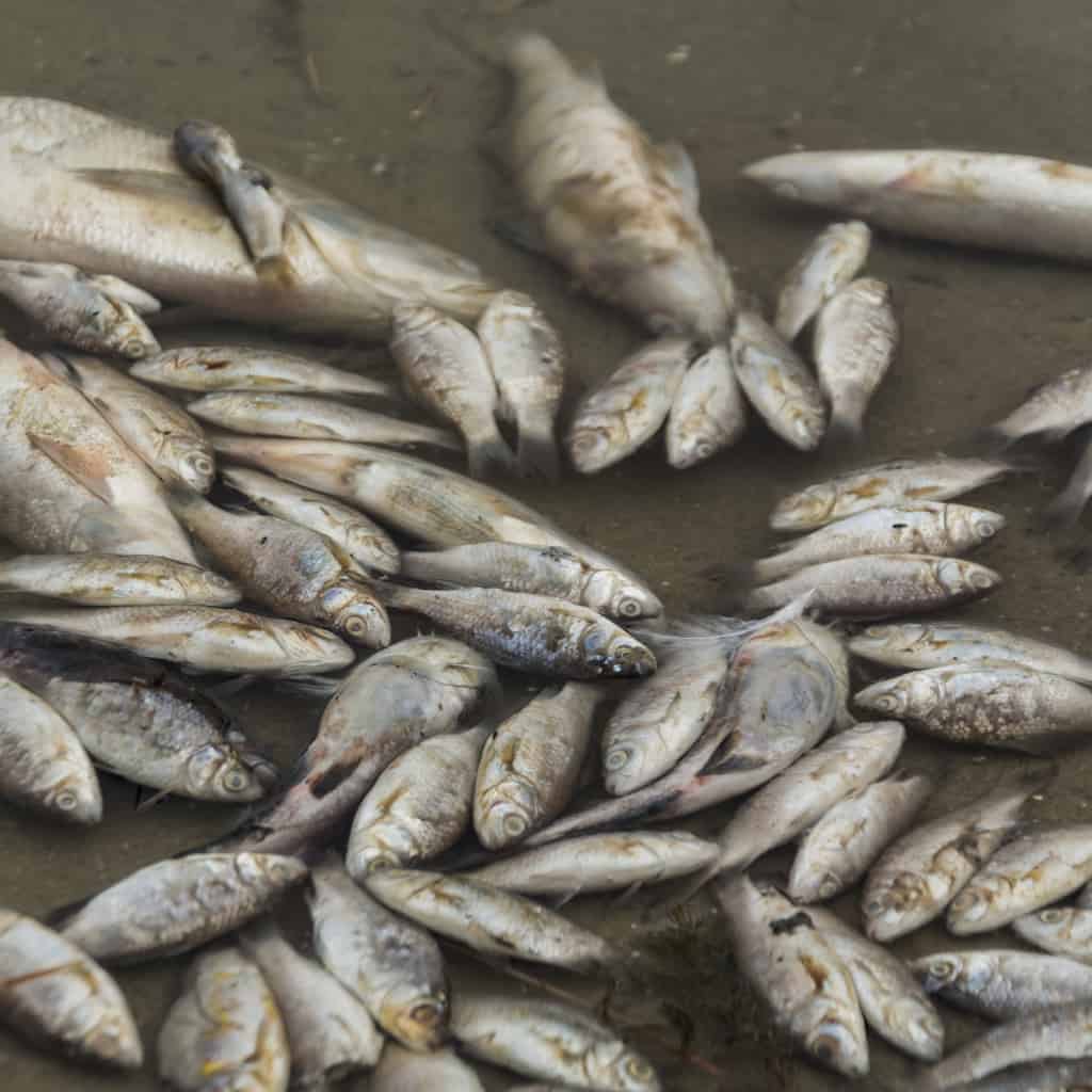 Tote Fische in ausgetrocknetem See