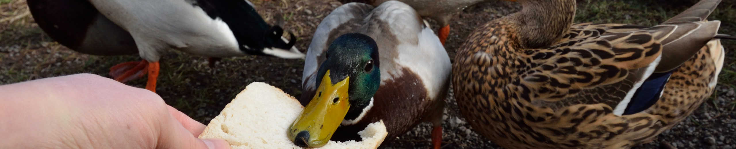 Enten werden mit einer Scheibe Brot gefüttert