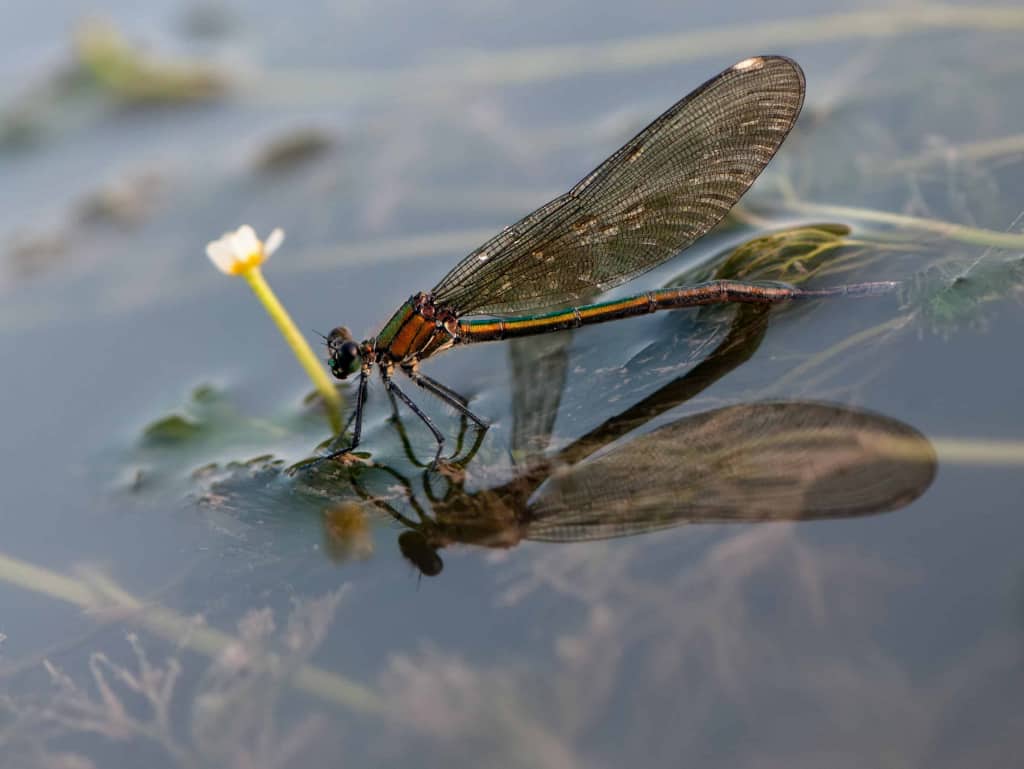 Libelle sitzt neben einer Wasserpflanze