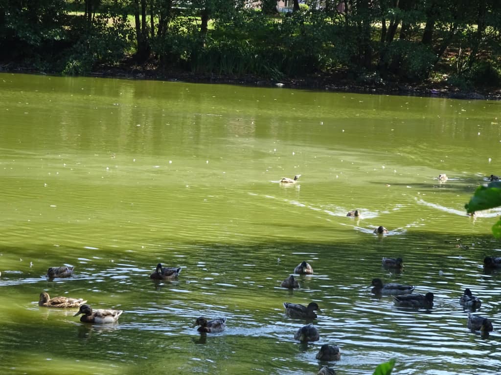 Grüner Teich mit Enten