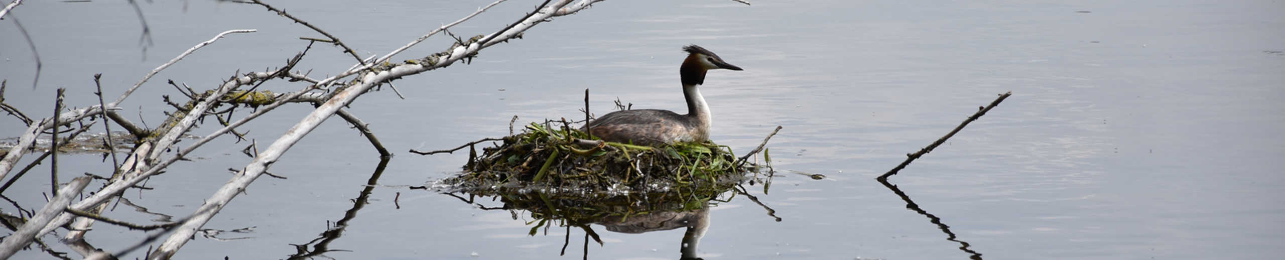 Haubentraucher in seinem Nest