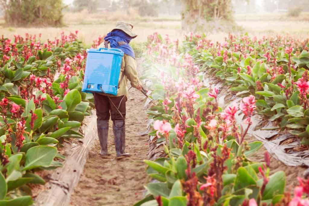 Blumen werden mit Pestiziden gespritzt