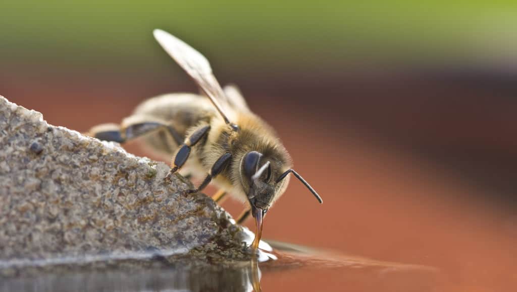 Eine Biene sitzt auf einem Stein und trinkt
