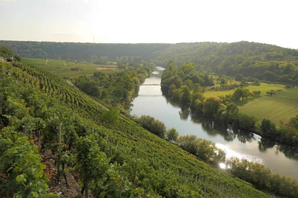 Ausblick auf den Weinbau am Neckar