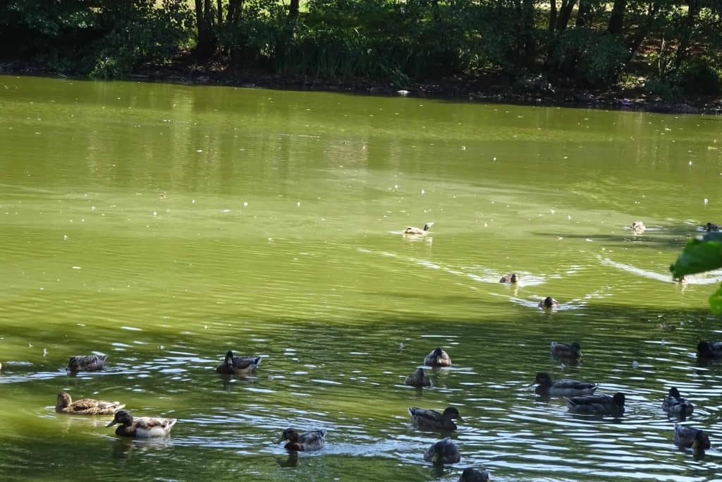 Grüner Teich mit Enten