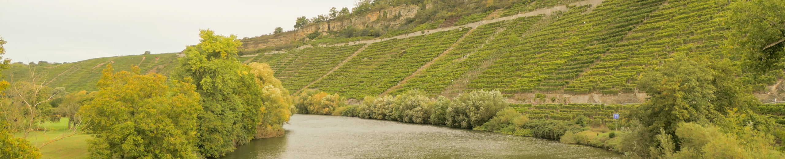 Der Neckar fließt im Weinanbaugebiet