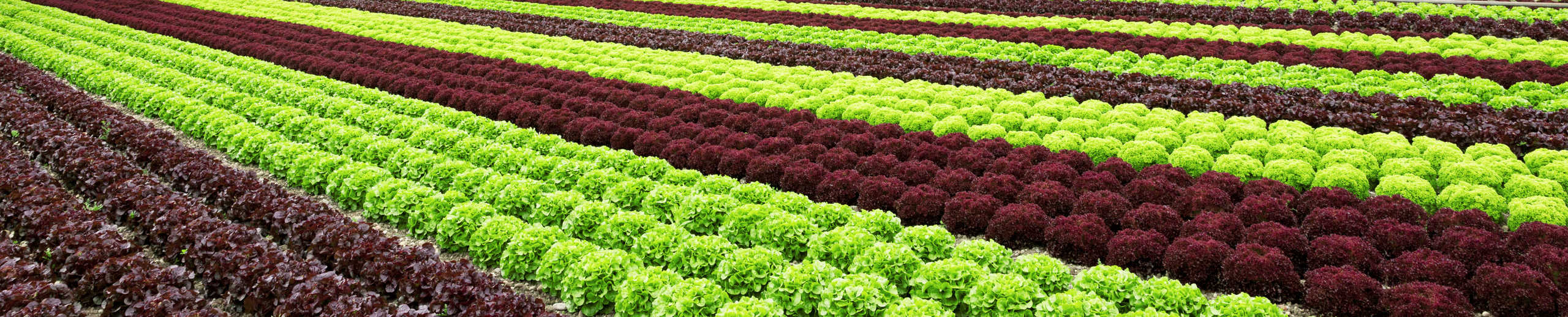 Große Salatfeld mit roten und grünen Salatköpfen