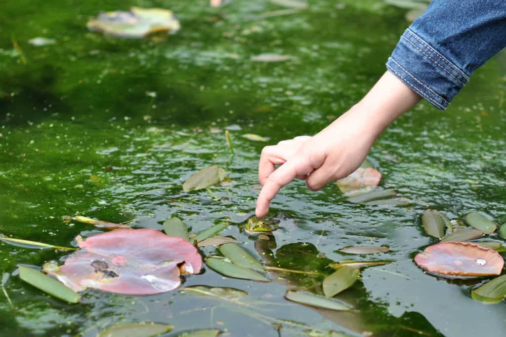 Eine Hand tippt in einen mit Algen überzogenen Teich