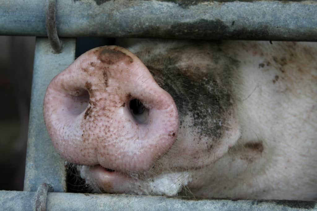 Schweineschnauze schaut zwischen zwei Gitterstäben hervor
