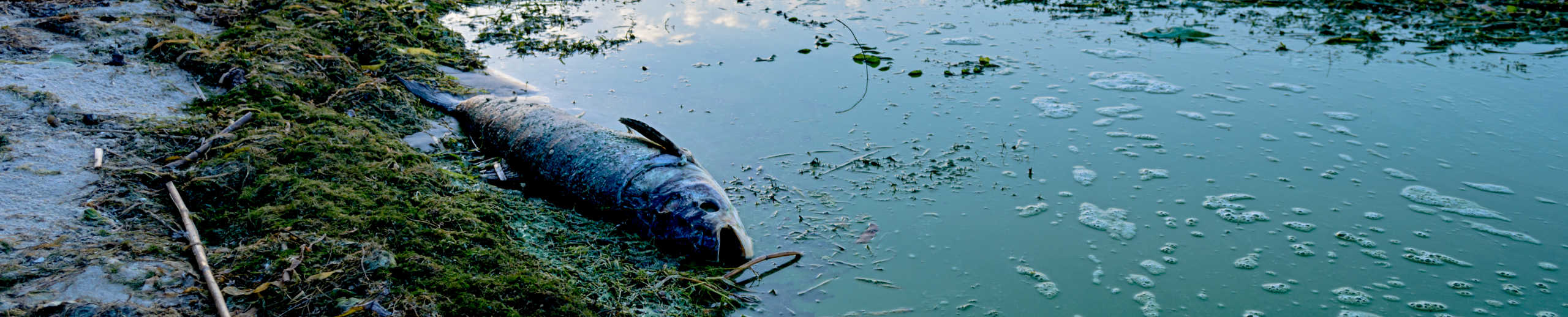 Toter Fisch am Ufer eines eutrophierten Sees