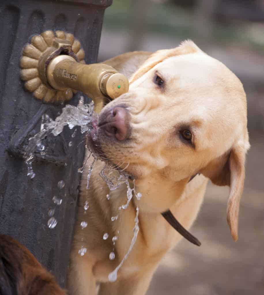 Hund trinkt an einem Wasserhahn
