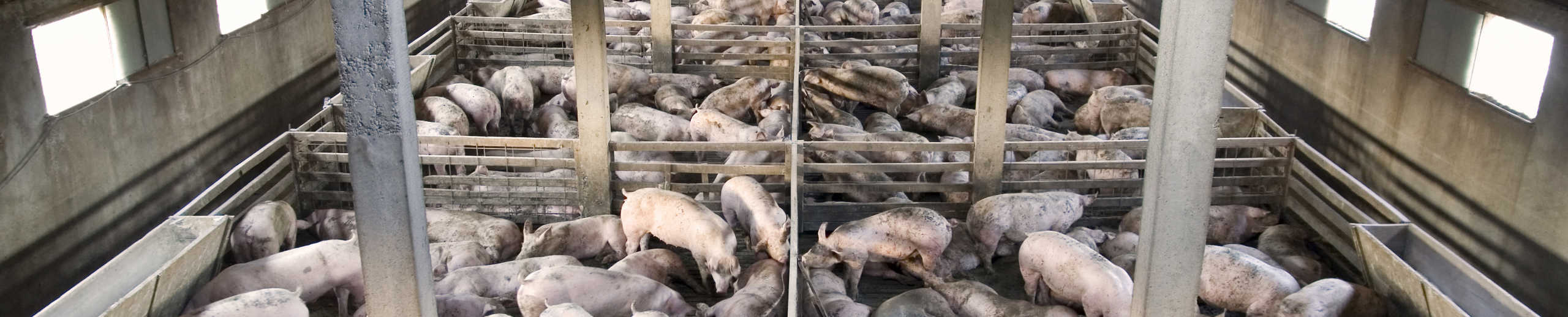 Schweine in einer Massentierhaltung