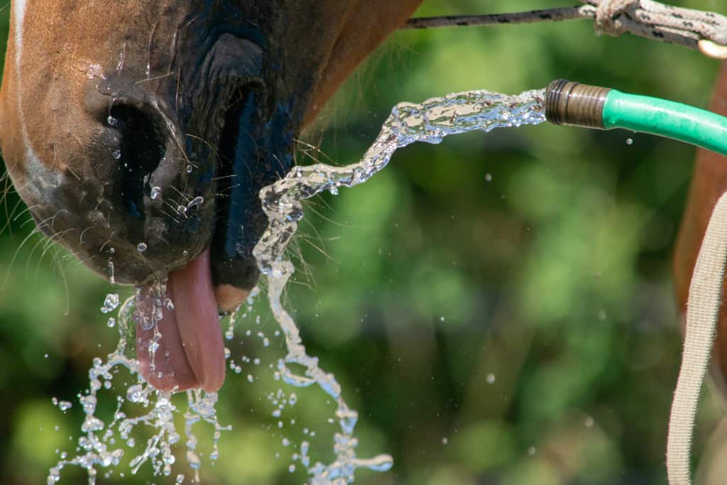 Ein Pferd trinkt Wasser, welches mit einem Schlauch zum Maul gelenkt wird.