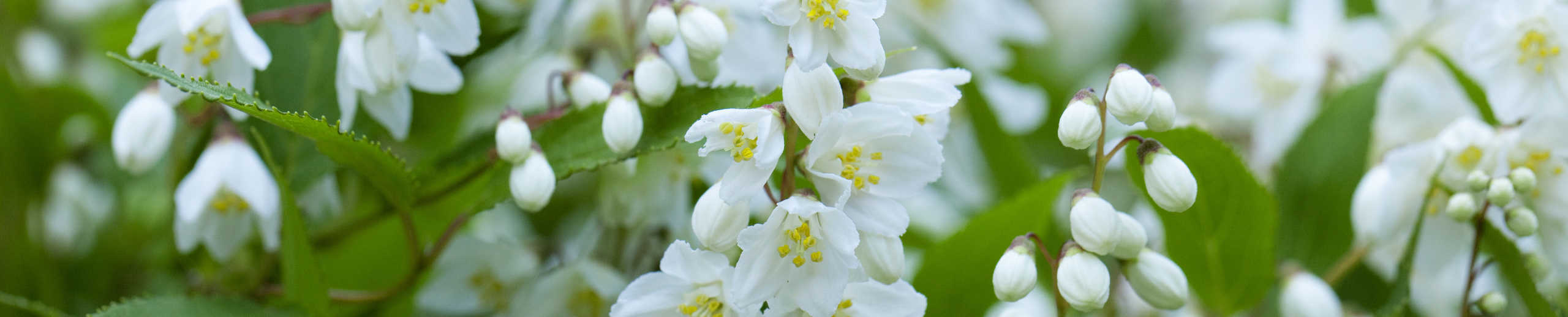Pflanze mit weißen Blüten in Nahaufnahme
