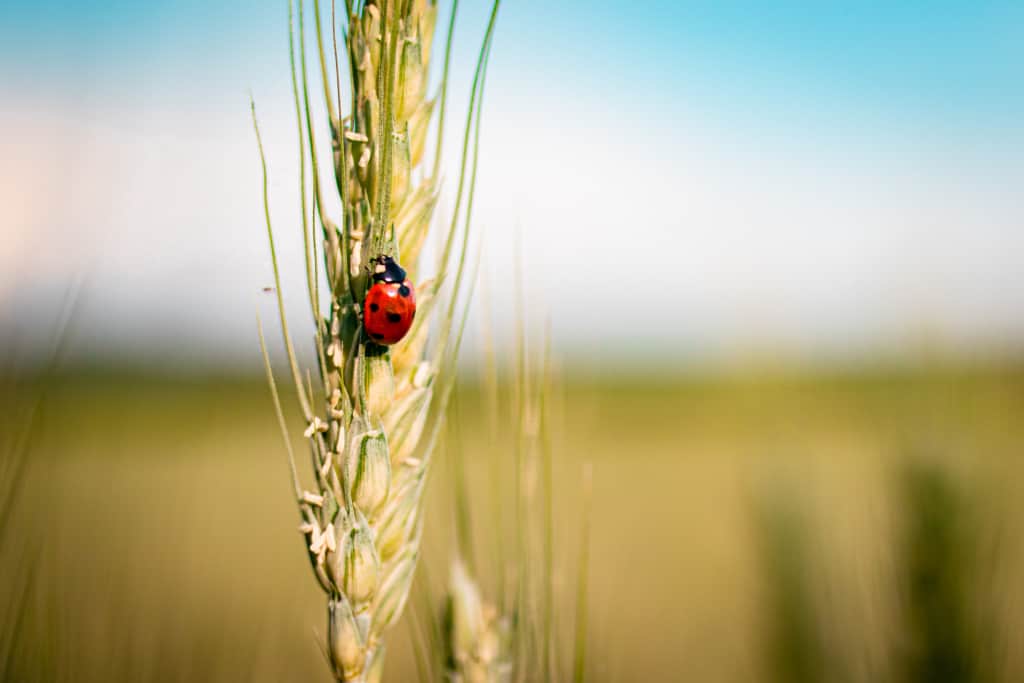 Marienkäfer auf Weizen
