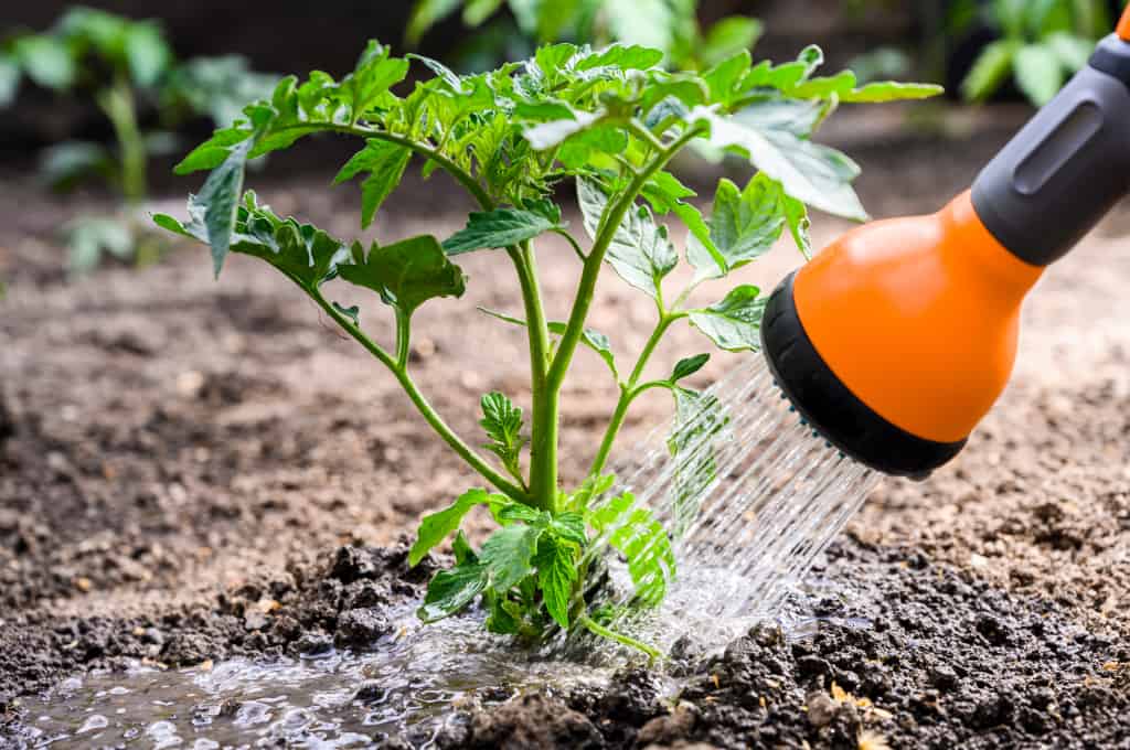 Eine Tomatenpflanze wird bewässert