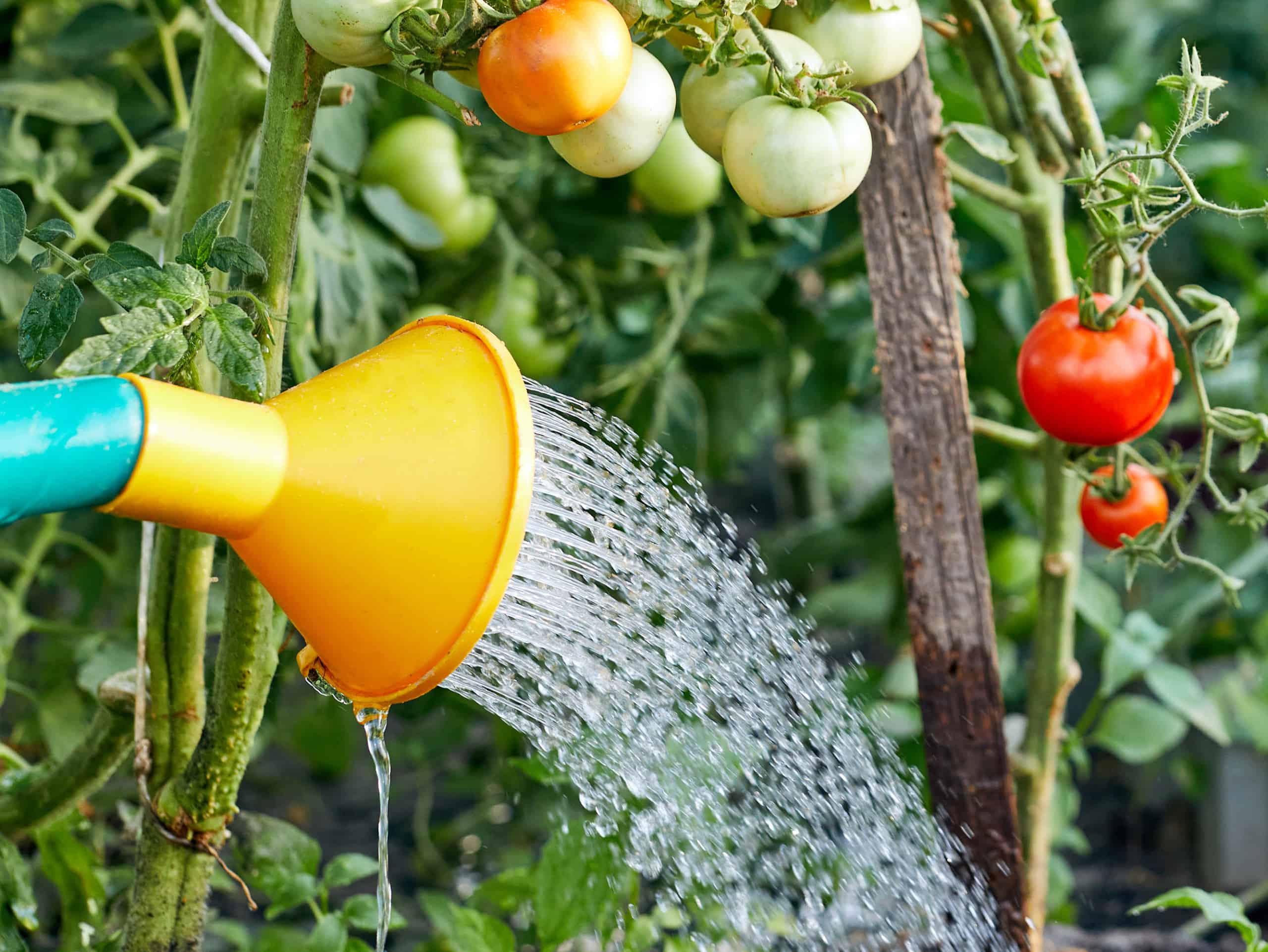 Eine Gießkanne bewässert eine Tomatenpflanze als Symbol für eine Große Brauchwasseranalyse.