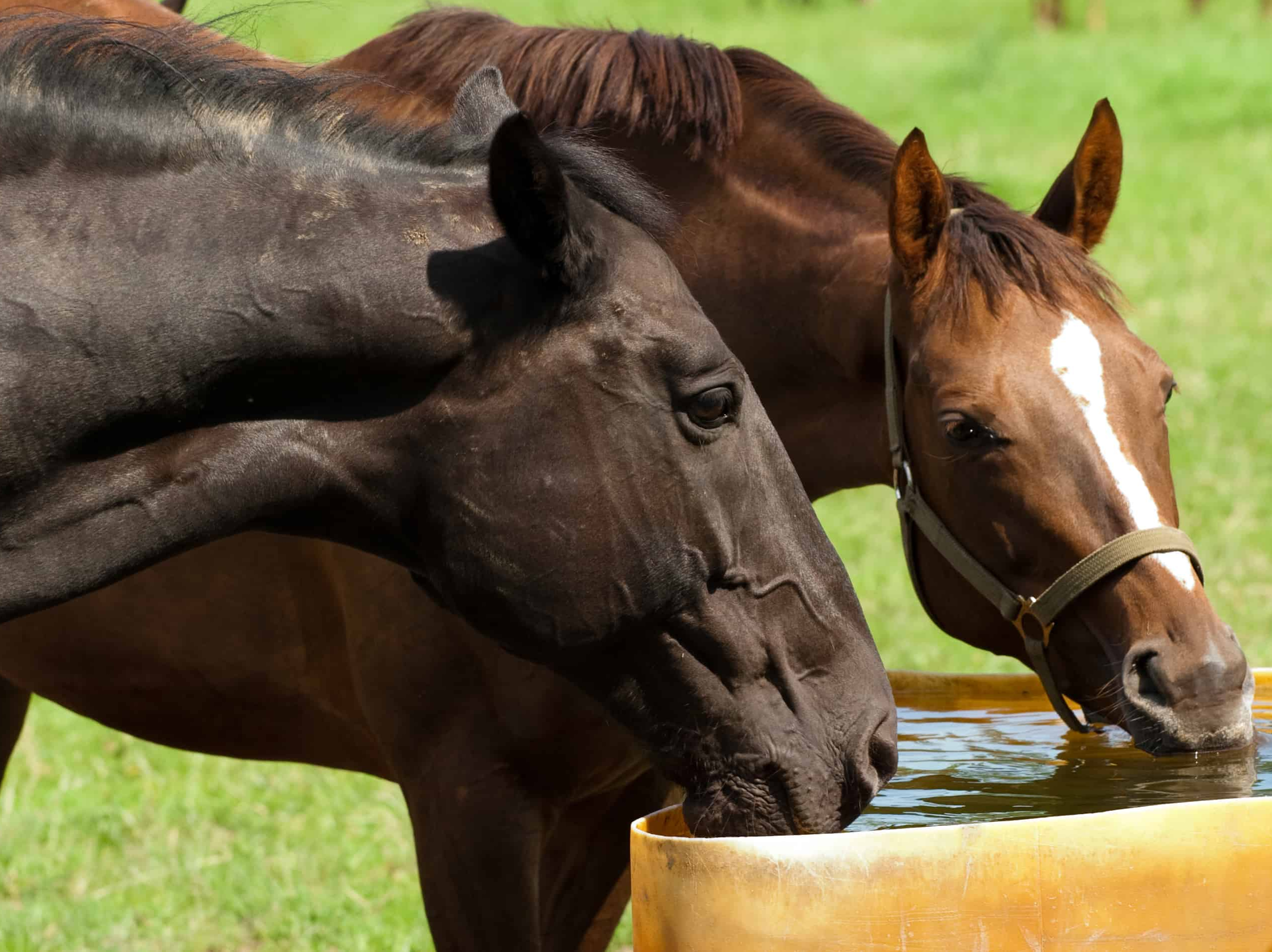 Pferde trinken