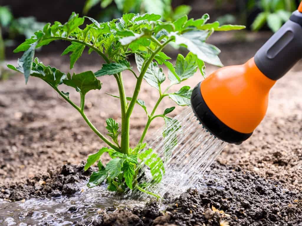 Gießen einer Tomatenpflanze