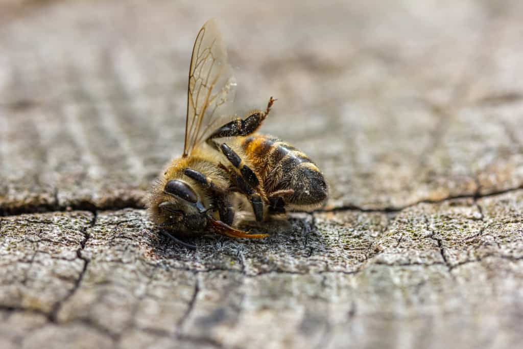 eine tote Biene