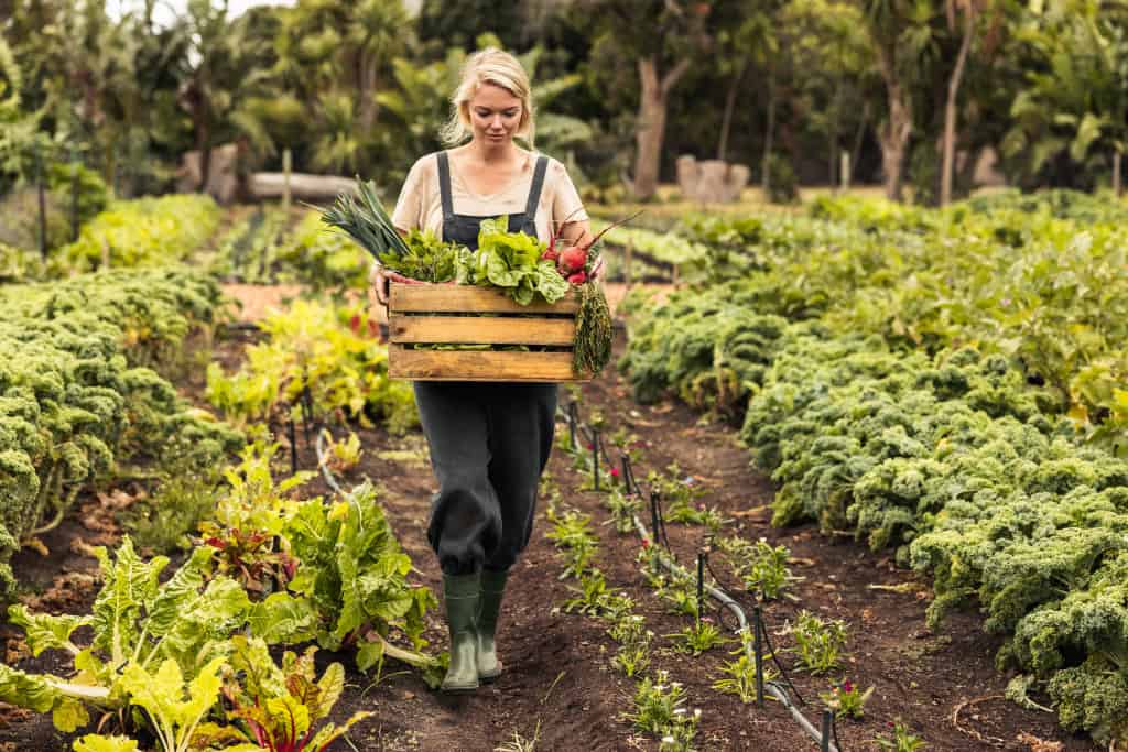 Frau trägt Gemüse in einer Kiste von einem Feld