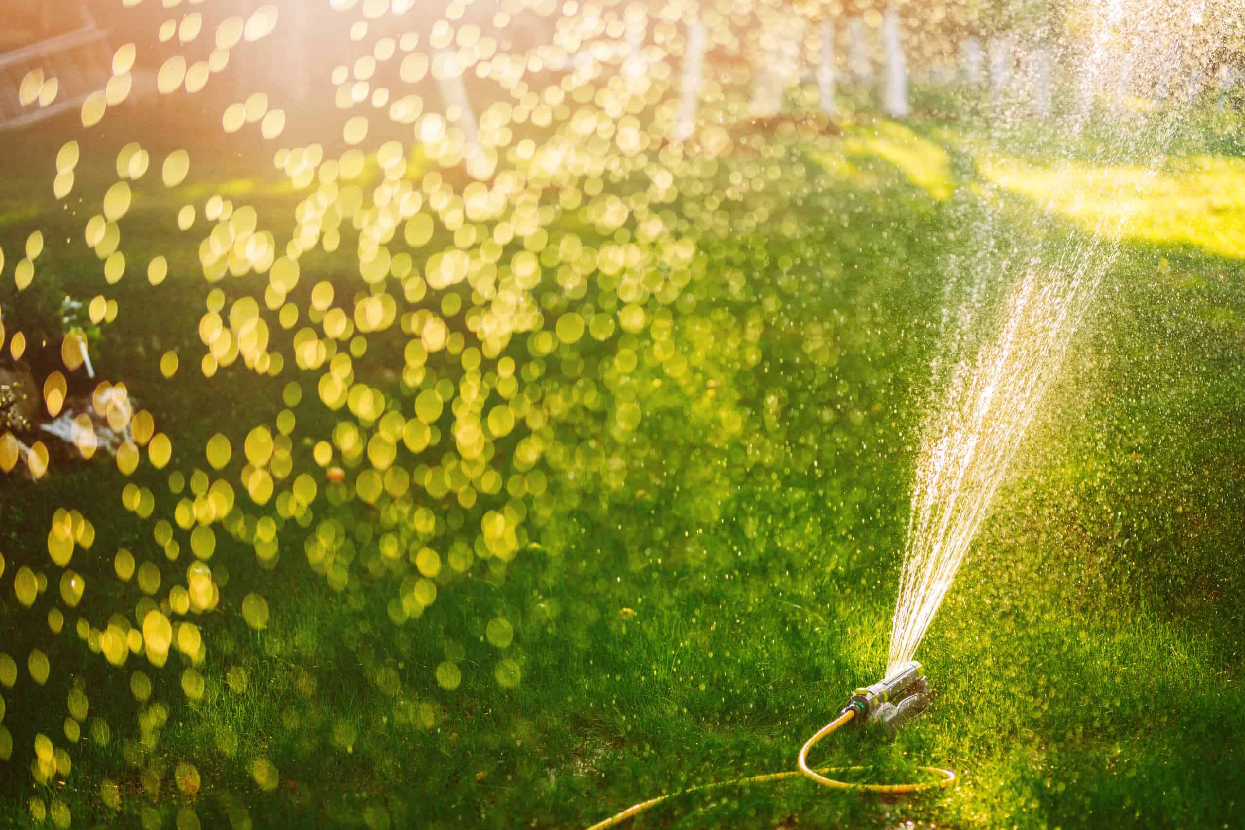 Ein Rasensprenger bewässert eine Rasenfläche im Sonnenlicht.