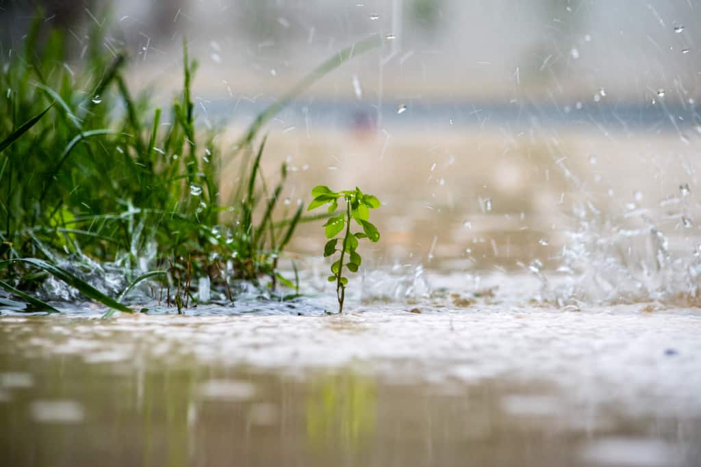 Eine Pflanze im Garten bei viel Regen, welcher zur Grundwasserneubildung beitragen kann