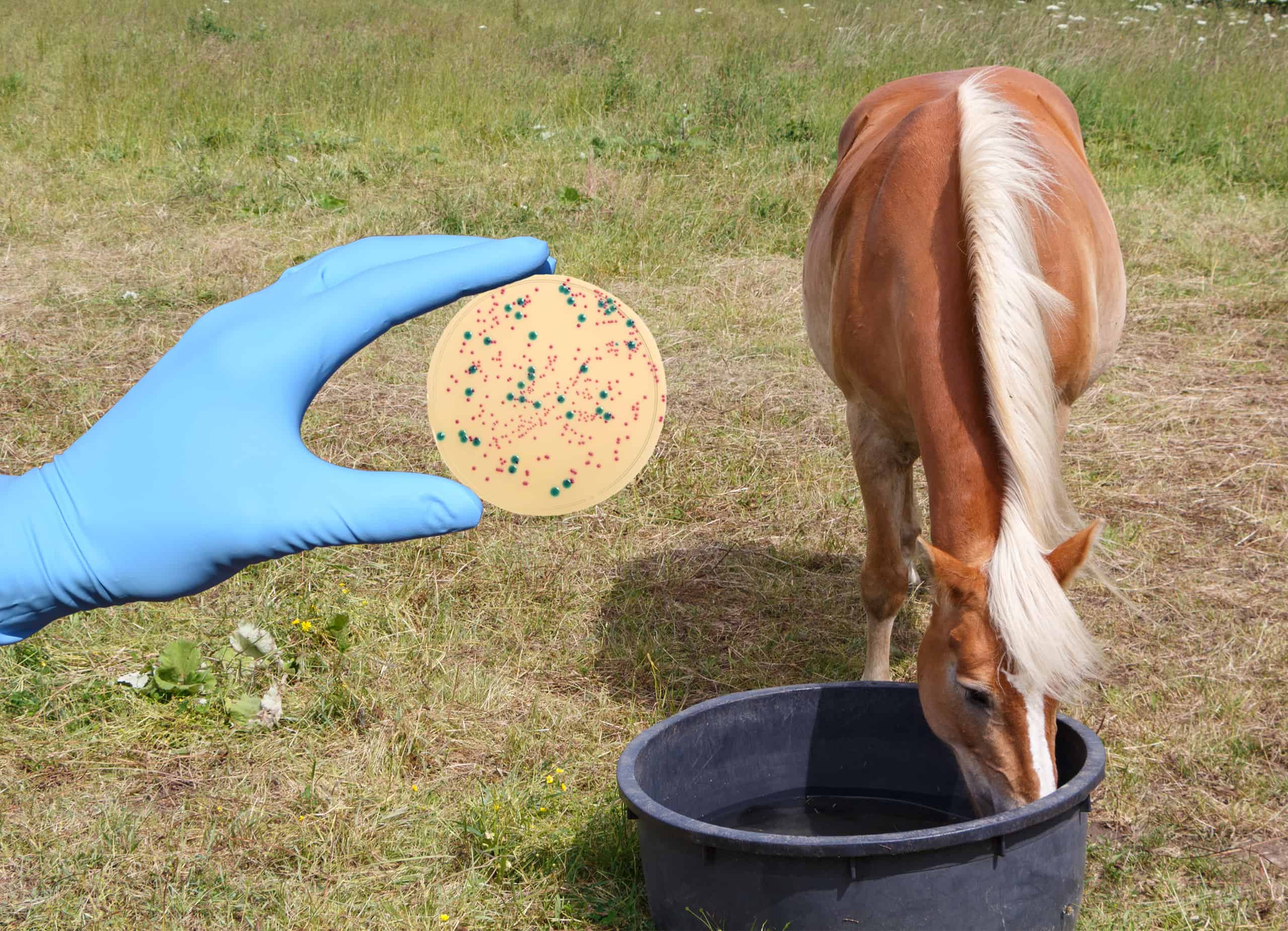 Eine Hand mit einem Bakterienbelastetem Nährboden neben einem trinkendem Pferd. Bakterien im Tränkwasser.