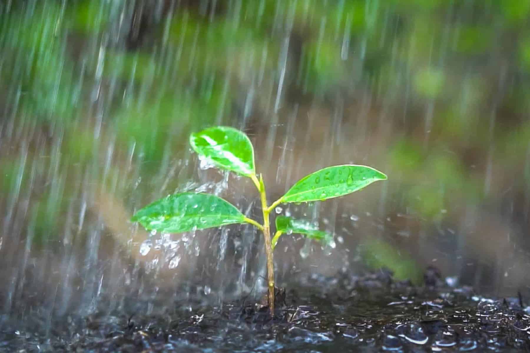 eine Pflanze im Regen – Regenwasser versickern lassen