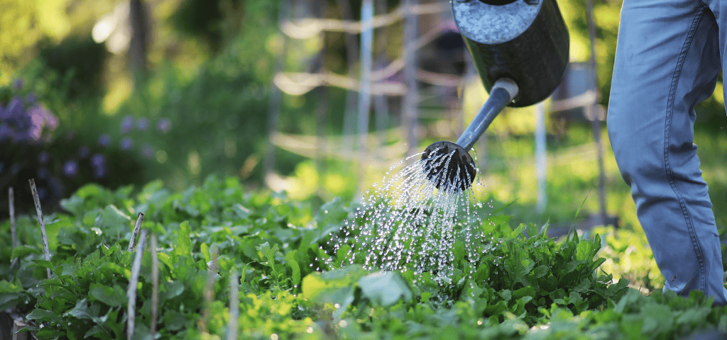 Mann bewässert seinen Garten mit der Gießkanne