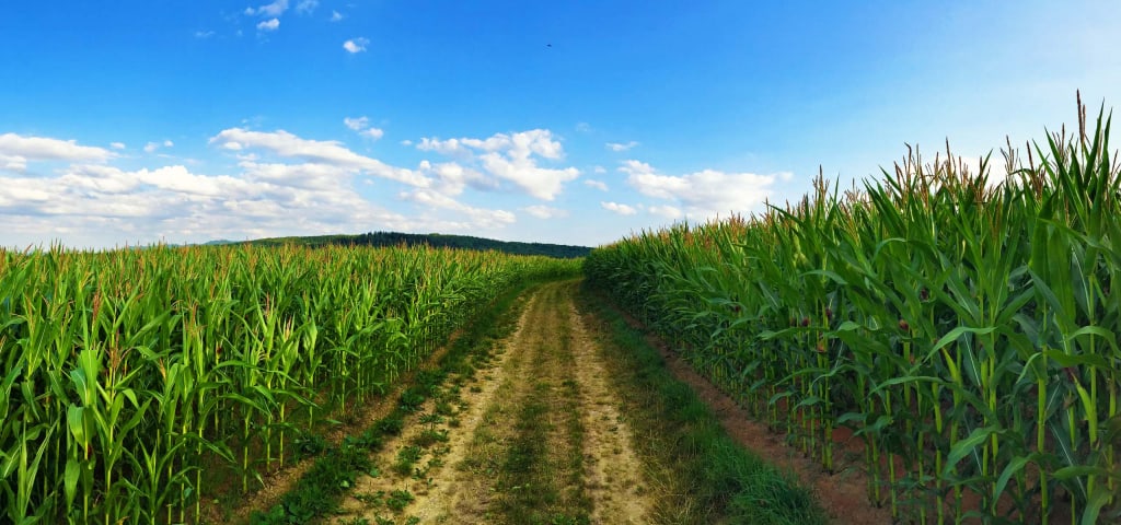 Feldweg zwischen den Maisfeldern
