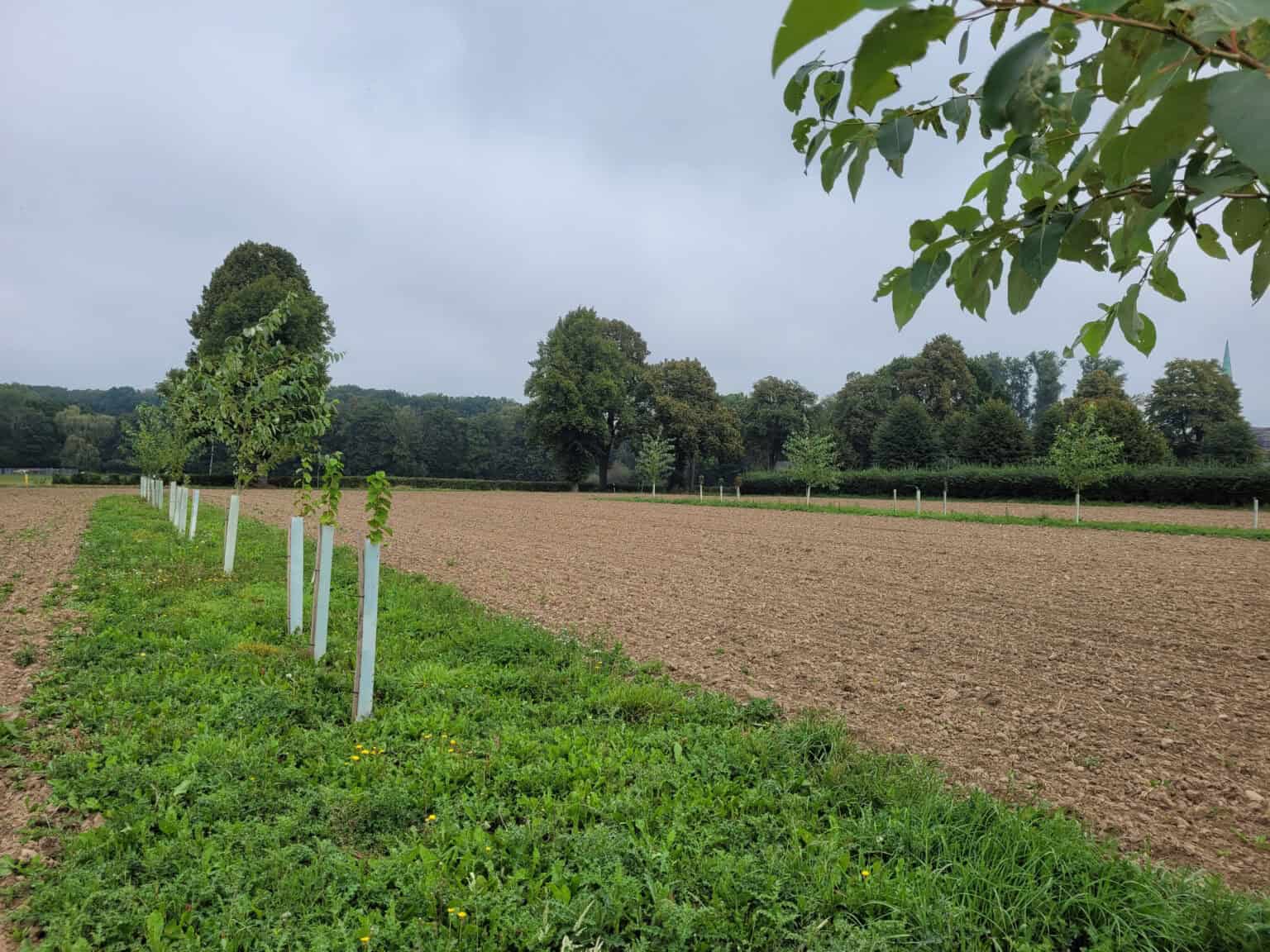 Neu angelegter Baumstreifen für Agroforst